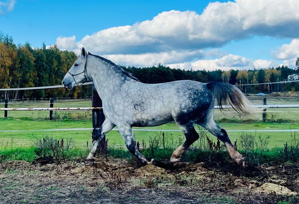 Koń śląski - wałach