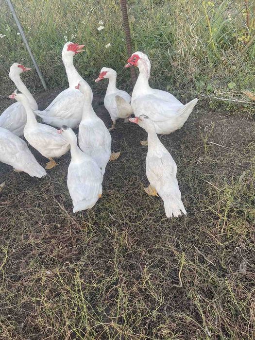 Качки шипуни.        .