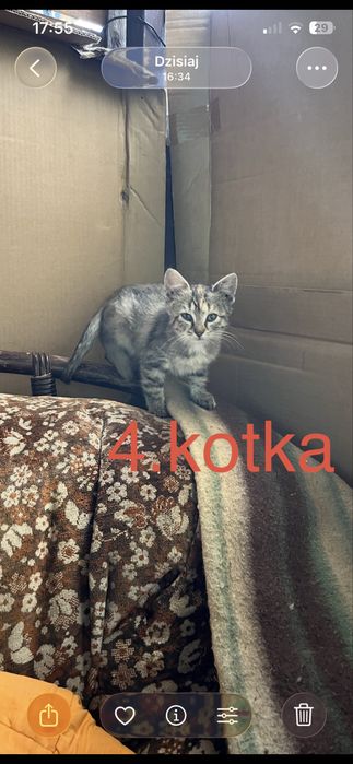 Do oddania kotek szuka nowego domu
