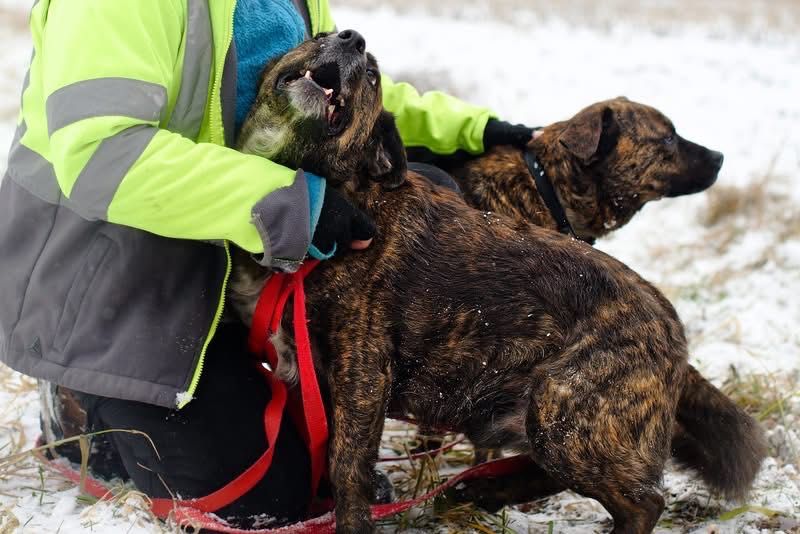 Hugo i Fado szukają rodziny
