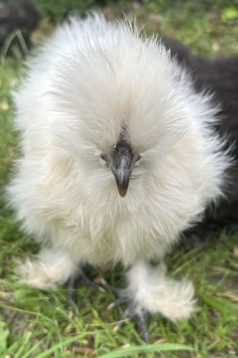 Silkie Black, Paint, Smooth Satin - kury i koguty Silka Jedwabista