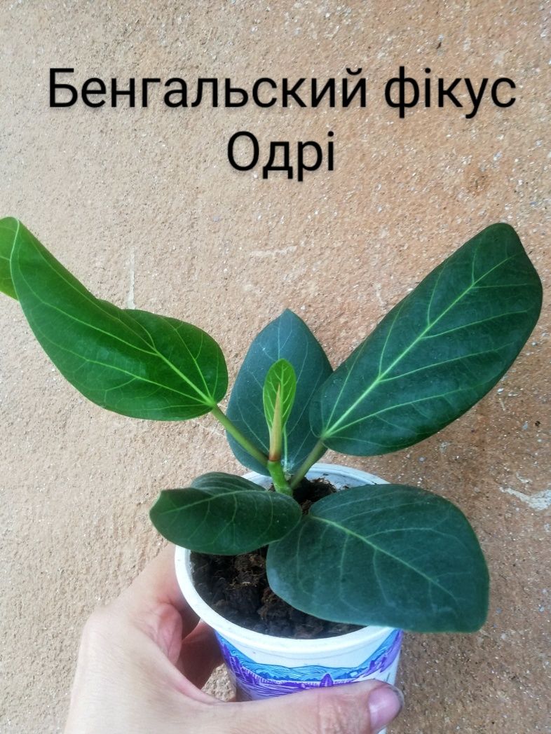 Фикусы Альтиссима Тигр Джой Одри