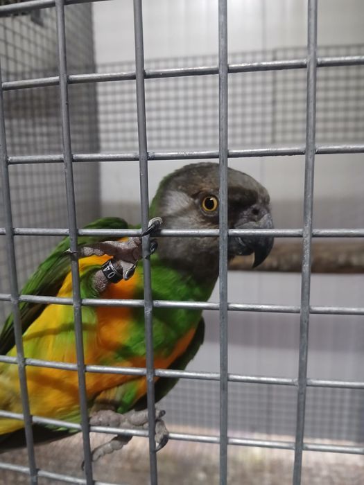 Aves Papagaios do Senegal