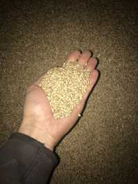 Продам пшеницю, пшениця, зерно