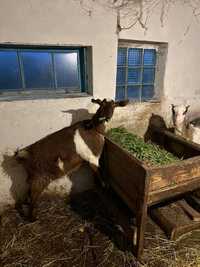Продам козу і козенятко
