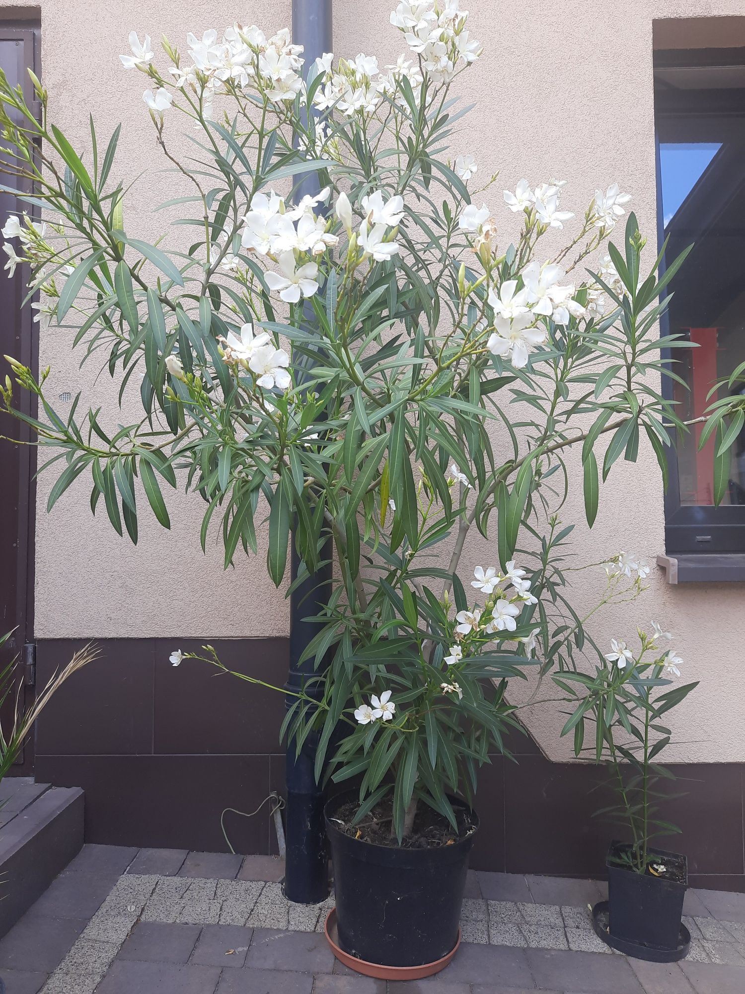 Oleander biały wys 150cm