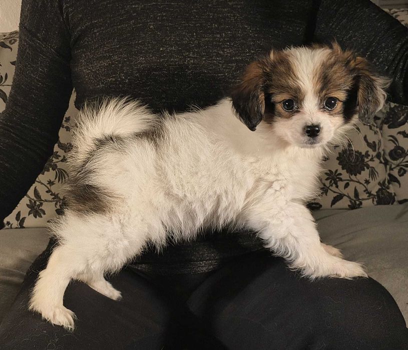 PHALENE suczka spaniel kontynentalny miniaturowy ZKwP FCI nie papillon