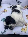 Suczka shih tzu.