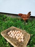Najlepsze Jajka na Świecie ekologiczne wiejskie