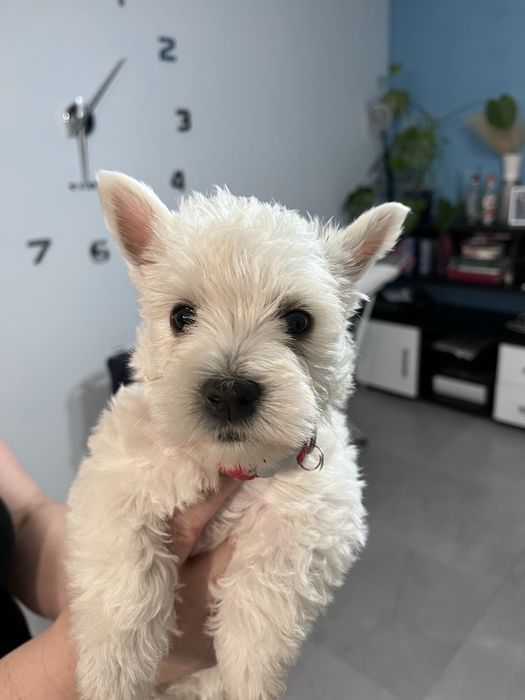 West highland white terrier