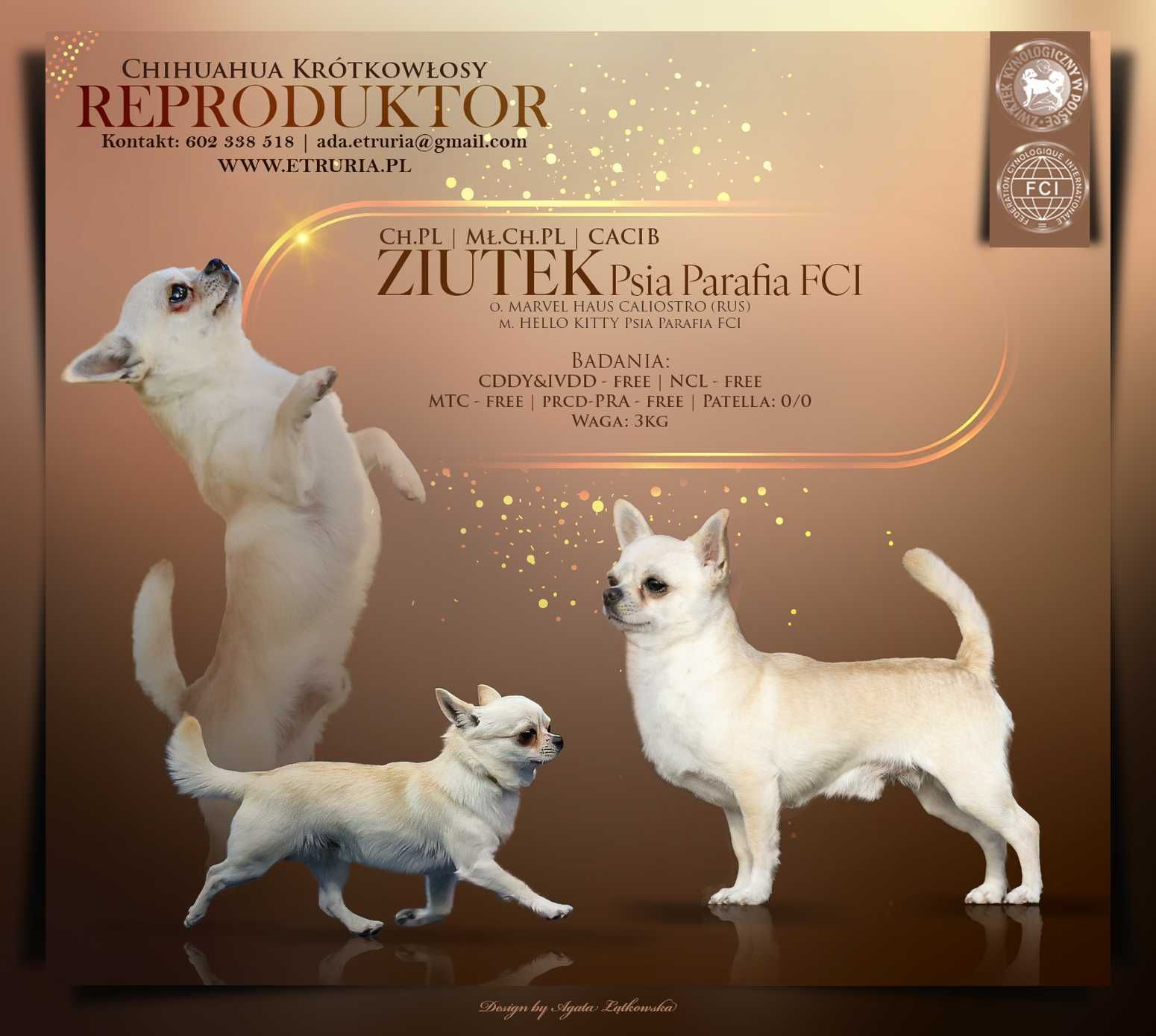 SUCZKA Chihuahua Krótkowłosa po Ch.PL, W-wa
