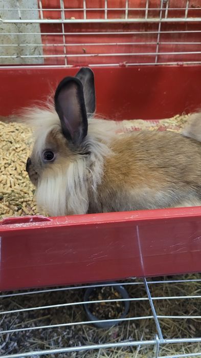 Królik miniaturka lewik