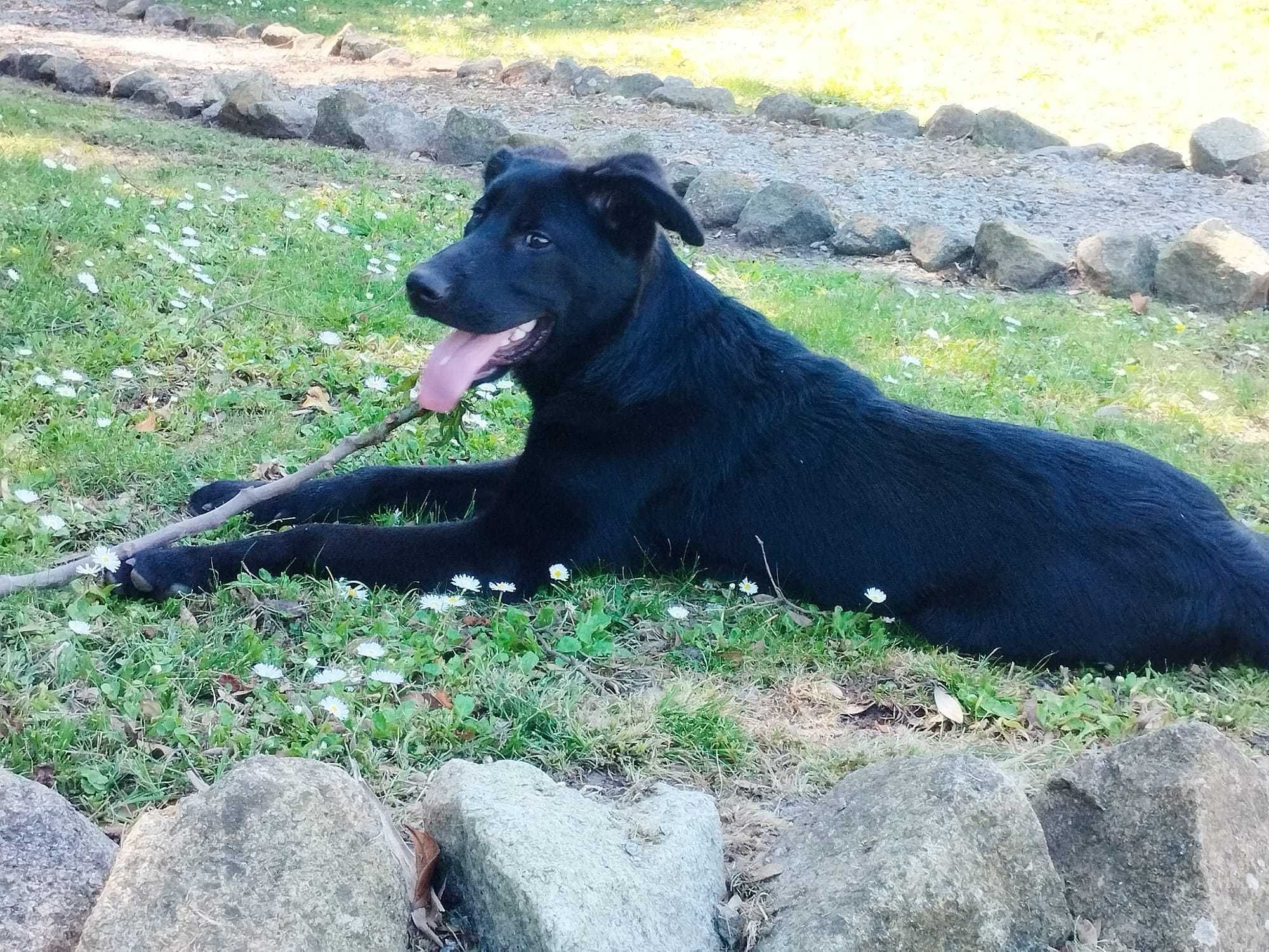 Cão bebé macho para adoção