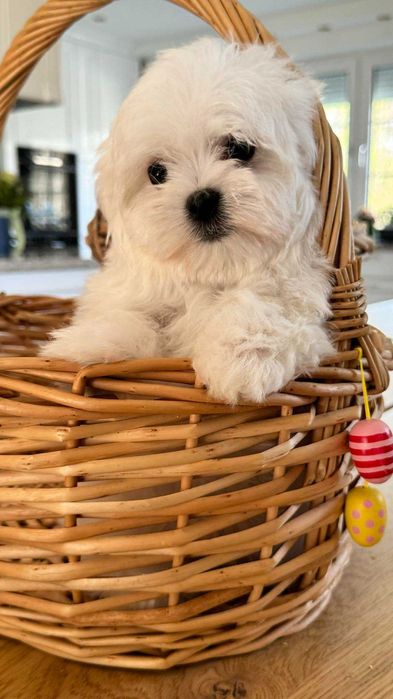 Maltańczyk Piękny Piesek z Rodowodem. Mini. Do odbioru.