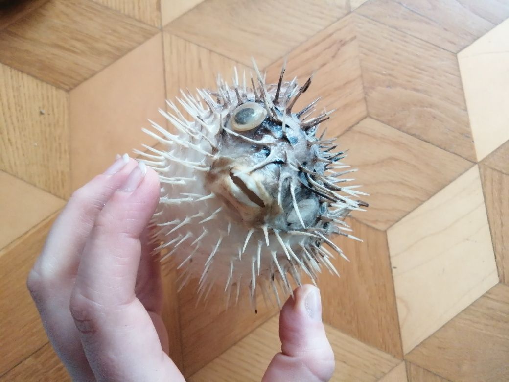 Spreparowana ryba najeżka rozdymka