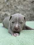 Amerykanski Pitbull - suczka
