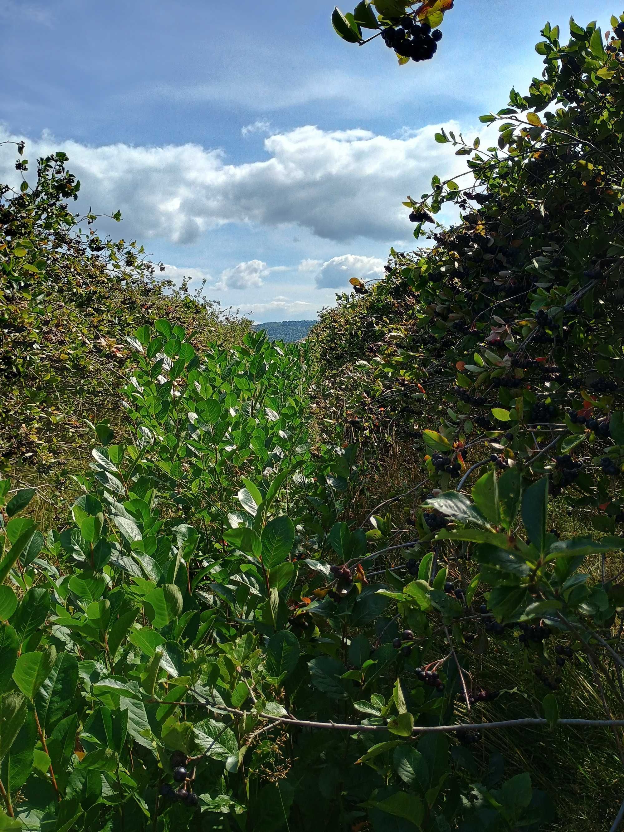 ARONIA z Gospodarstwa Ekologicznrgo