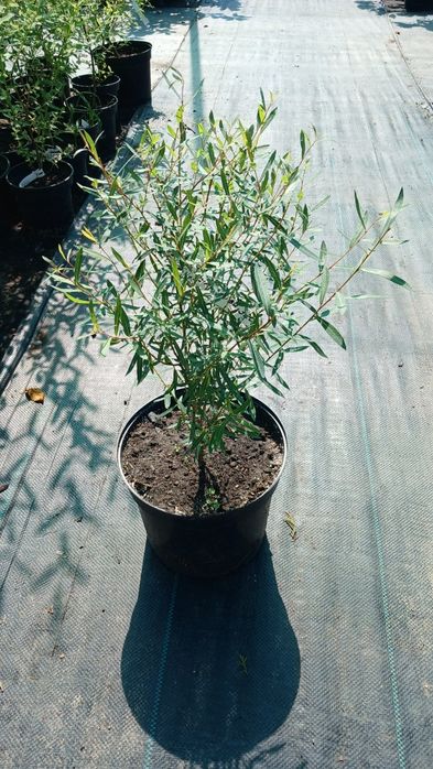 Верба Матсудана, Хакуро-Нішікі, Секка,  японська