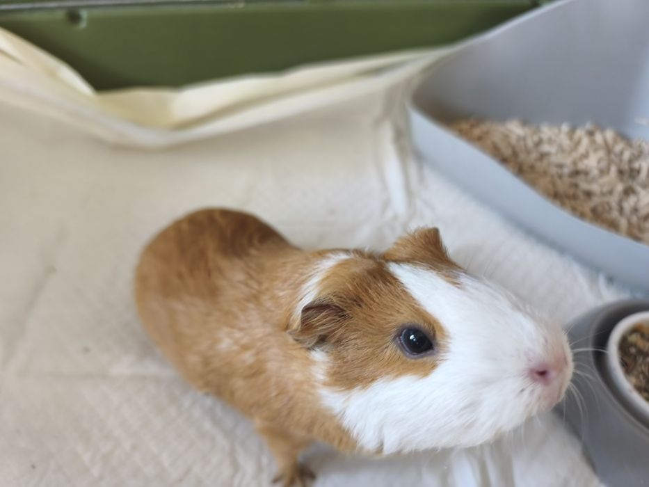 Oddam świnkę świnka morska sprzedam