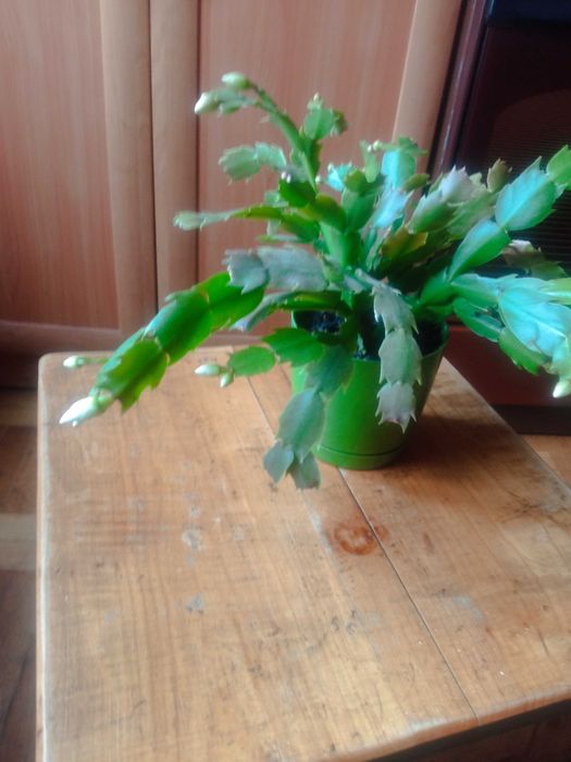 Різдвяник шлюмбергера