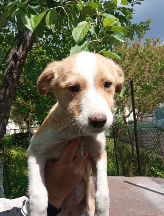 Маленькие щенки в добрые руки