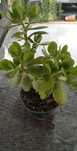 vendo planta crassula- planta da moeda