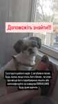 Пропала собака породи ши тцу