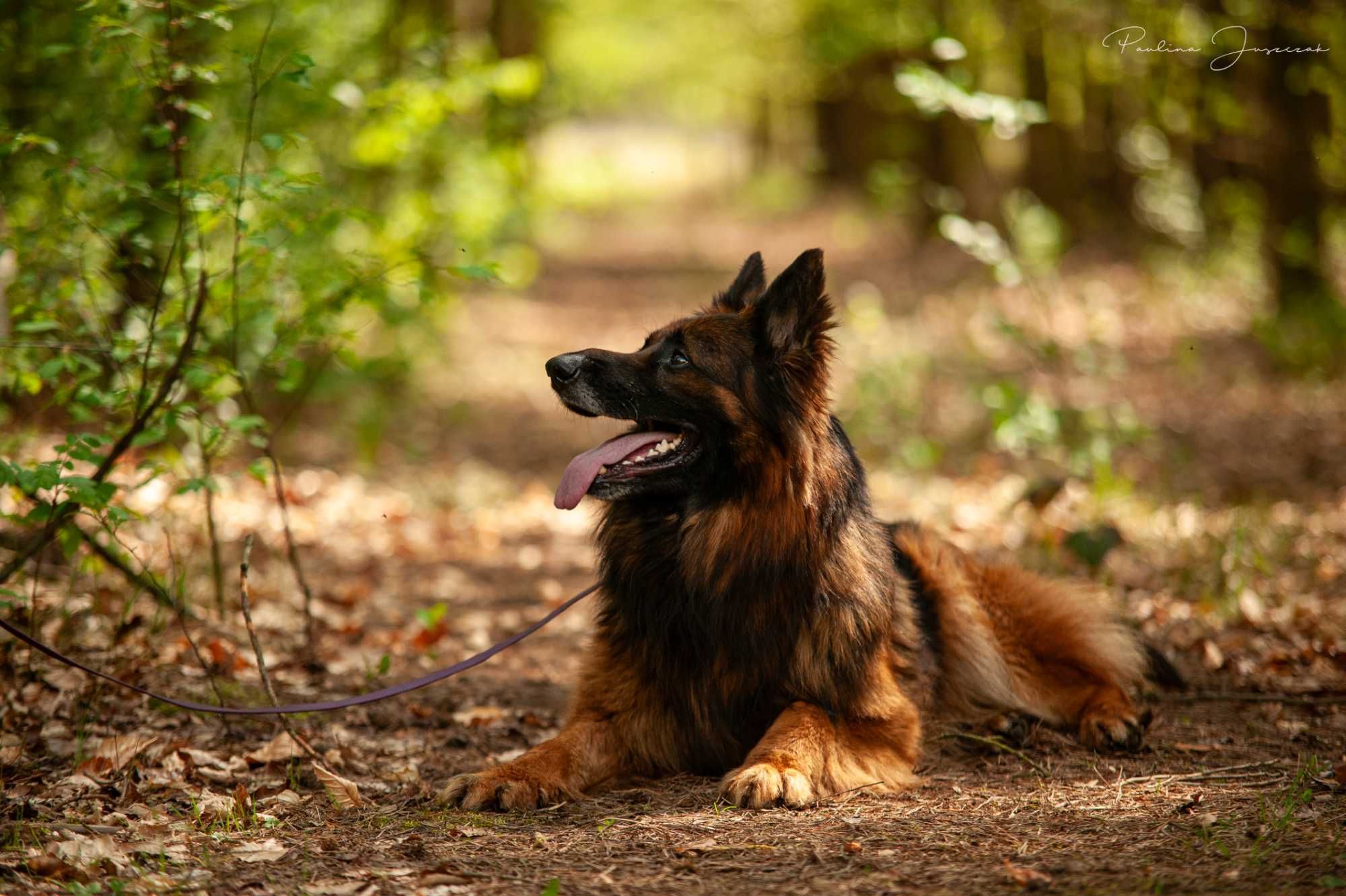 Pando – owczarek niemiecki do adopcji czeka na prawdziwy dom