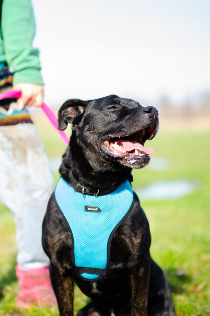 Amstaff szuka domu