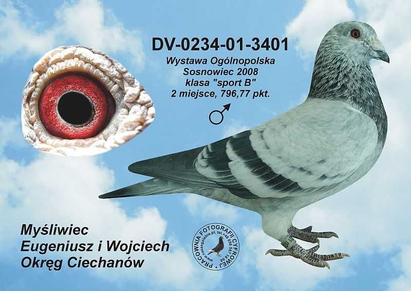 Gołebie pocztowe - samica inbred Heliosa  - Dostawa Gratis