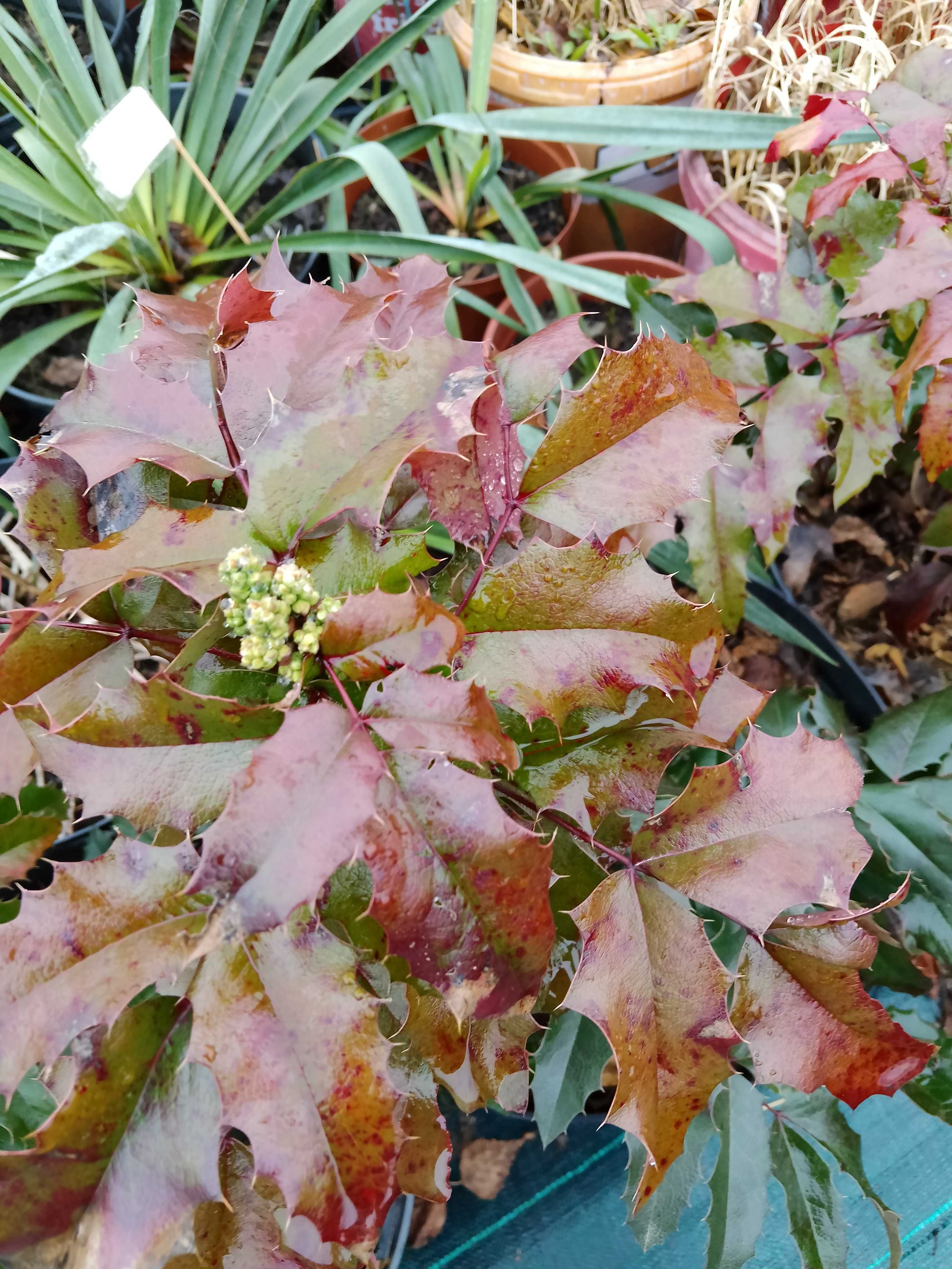 mahonia,mahonia ,mahonia