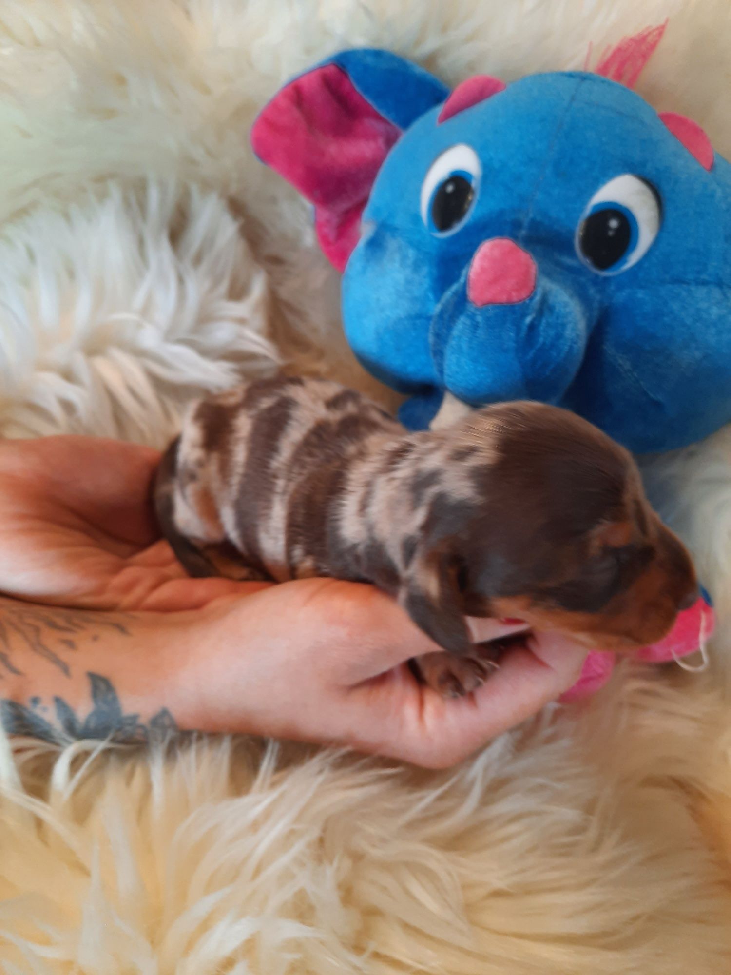 **Jamnik miniaturowy **piesek choco merle do rezerwacji