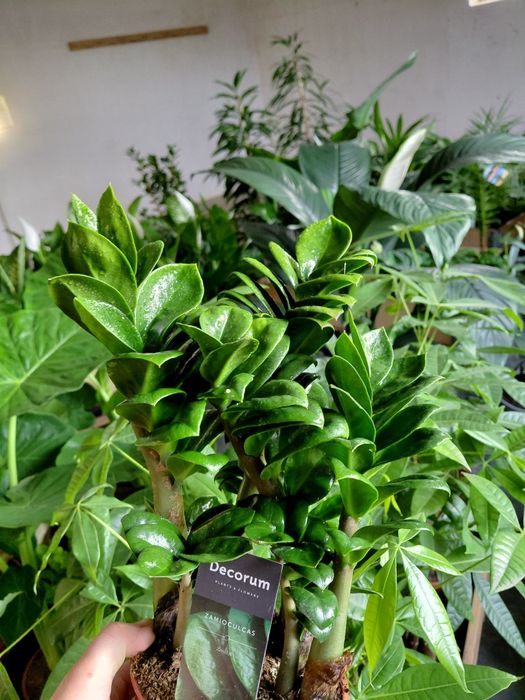 Zamioculcas zenzi, zamiokulkas 40-50cm WYSYŁKA