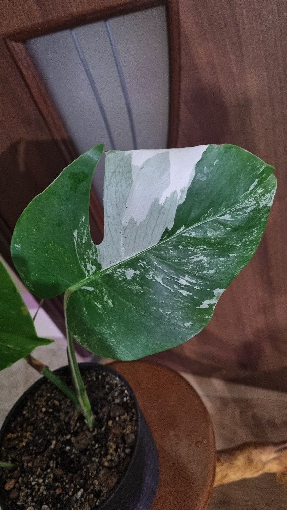 Monstera deliciosa variegata