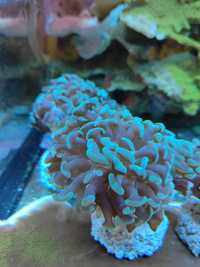 Koralowce Euphyllia paraancora