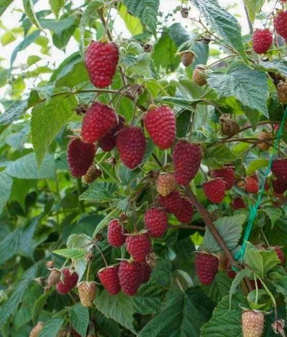 Sprzedam maliny - aktualne