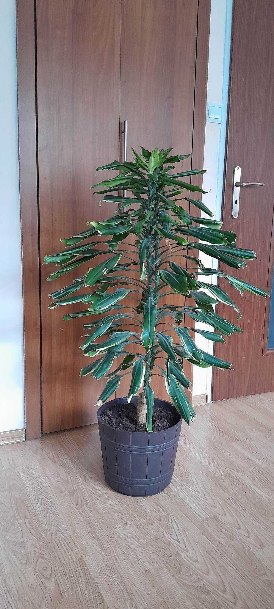 Roślina Dracena 150zł