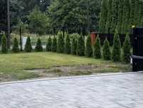 Sprzedam 32szt TUJE. Tanio