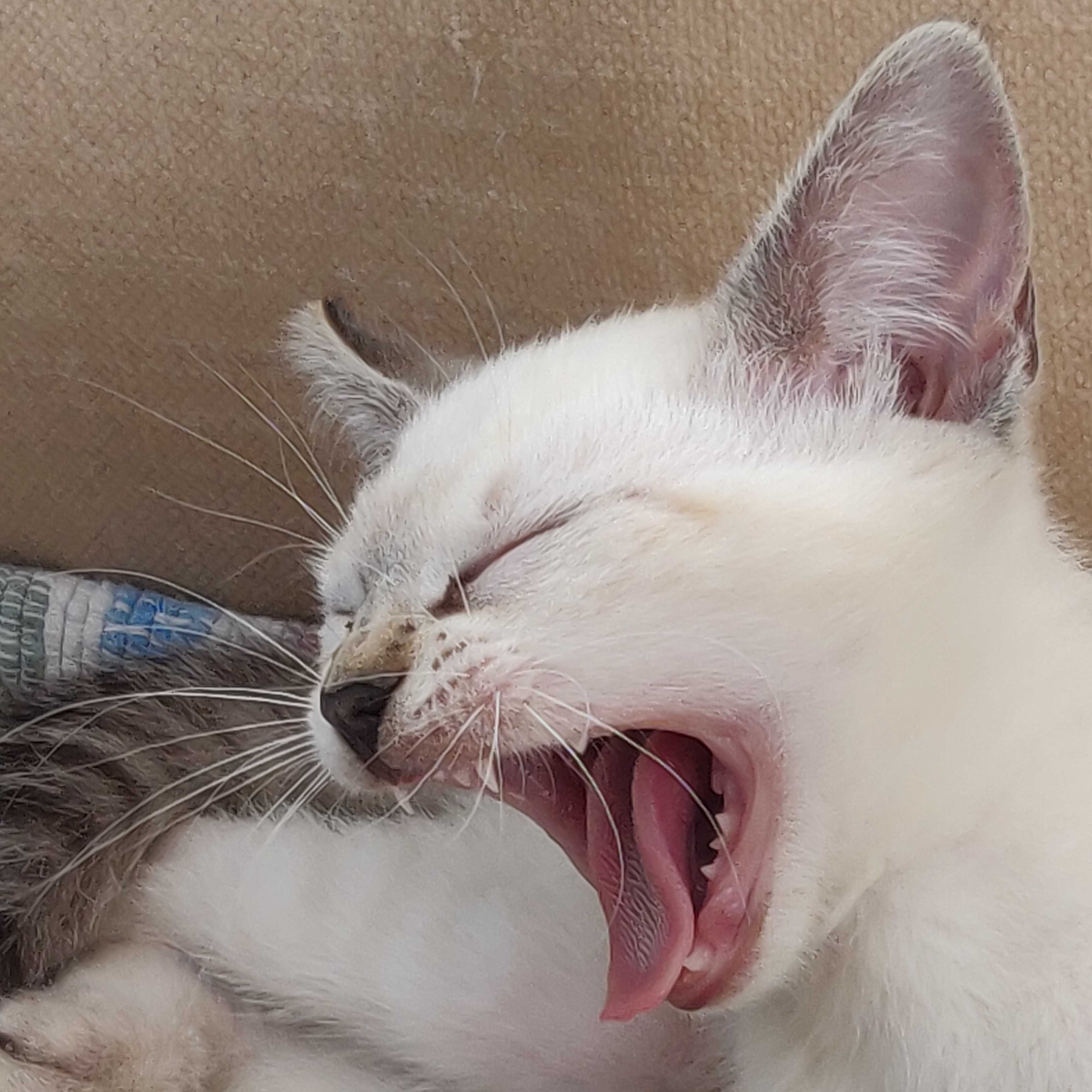 Gatinho para adoção