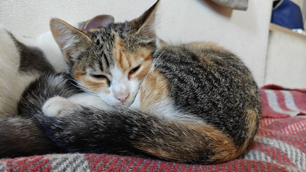 Продаються кошенята