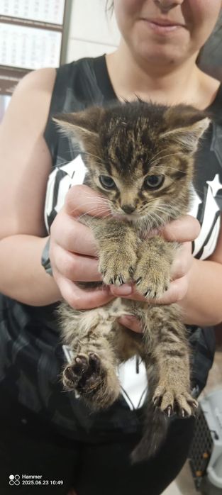 Małe kotki kociaki ze schroniska do adopcji