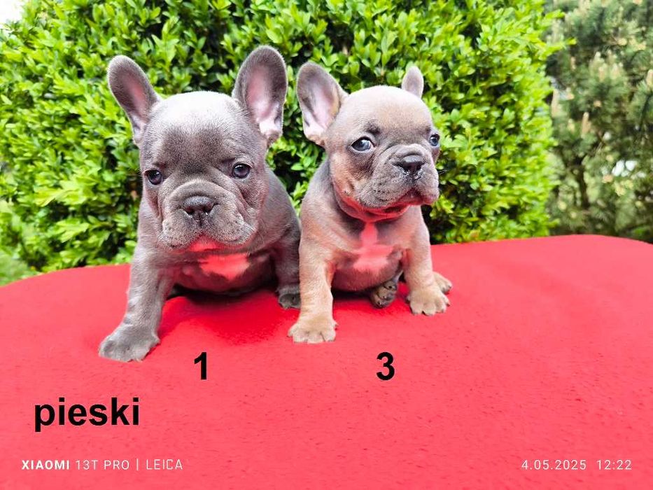 Piękny piesek Jankes buldog francuski błękitny