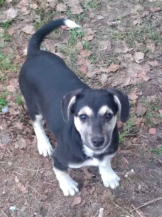 Щеня 4 міс. Стерилізація безкоштовно в грудні