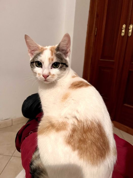 4 gatinhos - adopção responsável