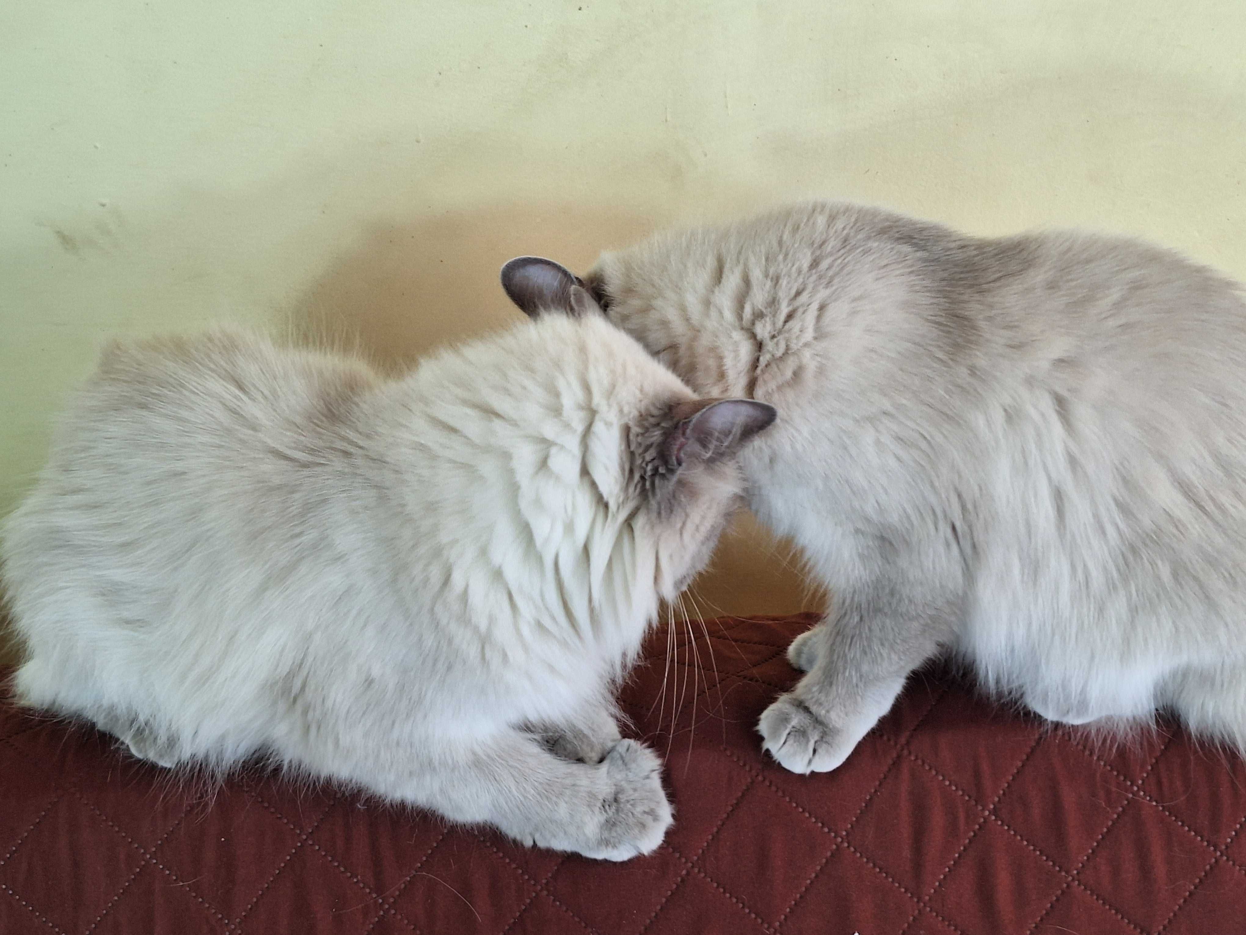 Kotka rasy Ragdoll