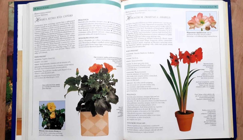 Kwiaty w domu - J. Courtier i G. Clarke