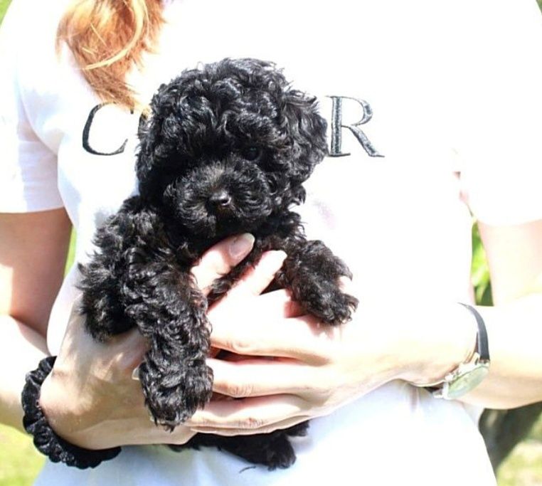 Той Пудель міні хлопчик цуценя доставка