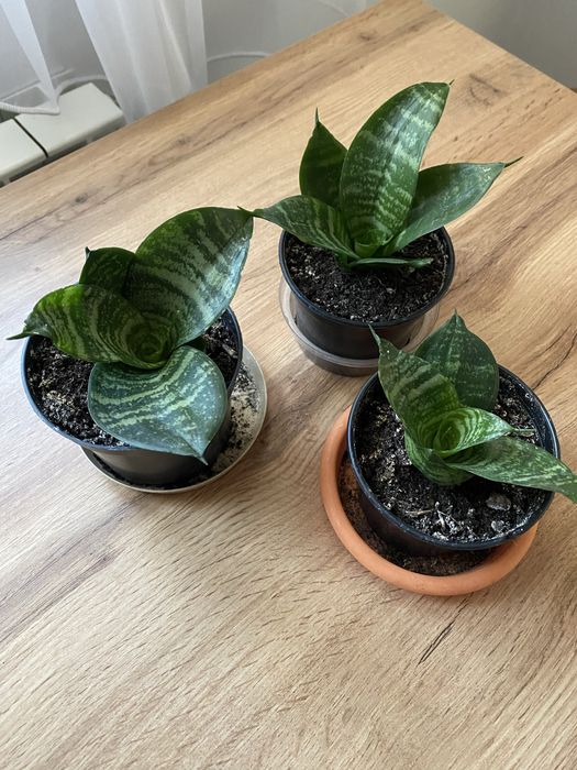 Sanseweria niska - nadwyżka parapetowa