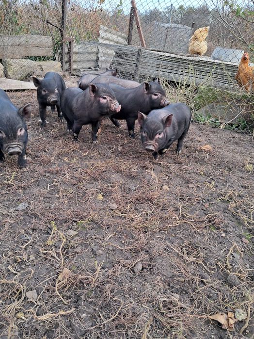 Вєтнамські поросята