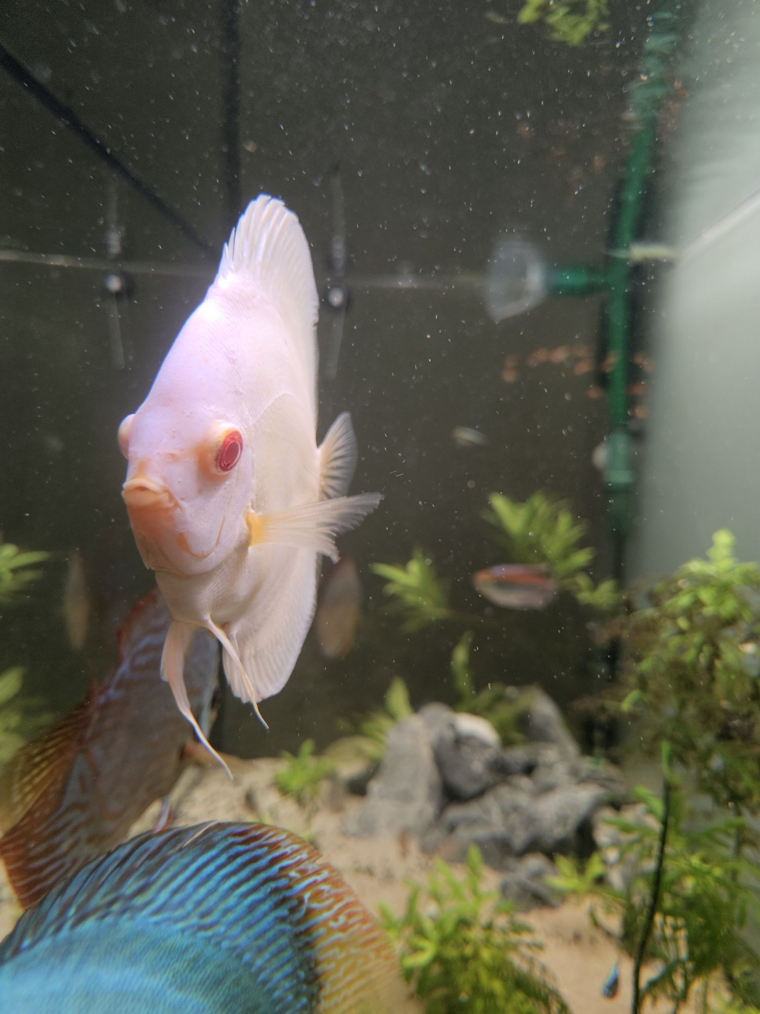 Vendo peixe Discus